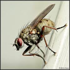 when happen fly effect bad things wall