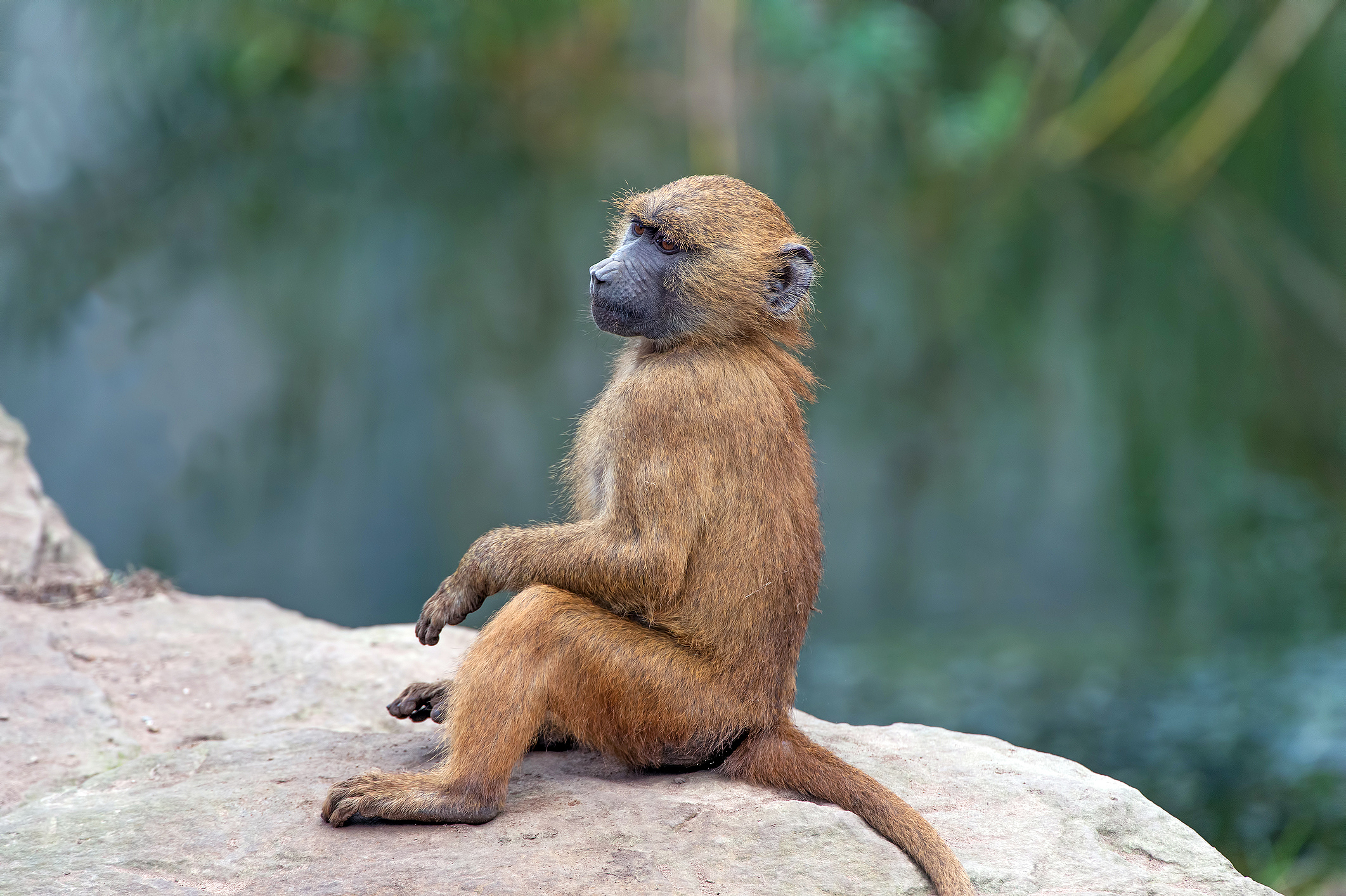 Research On Baboons Capacity For Speech Sounds Makes International Splash Association For 