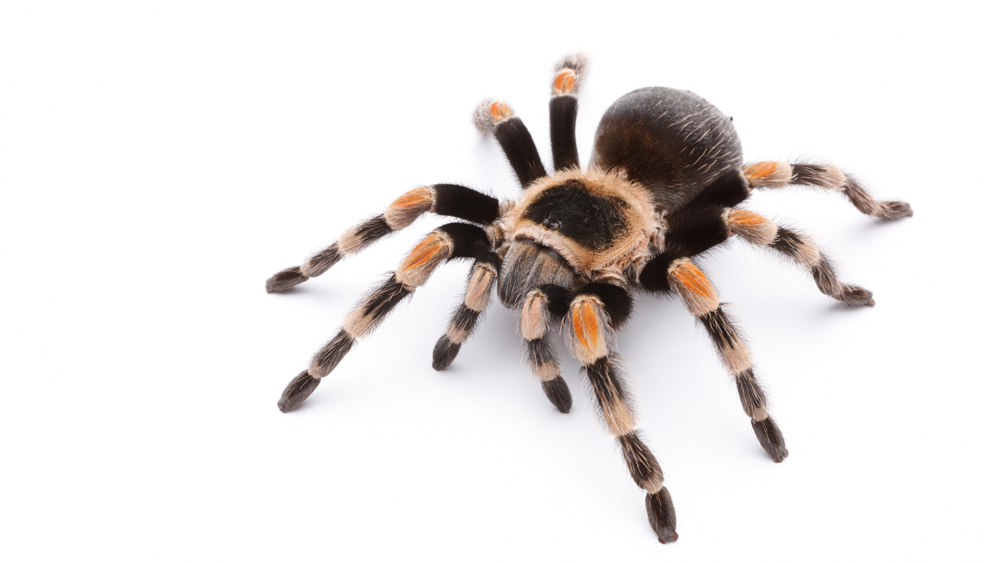 ‘That Giant Tarantula Is Terrifying, but I’ll Touch It’ – Expressing ...