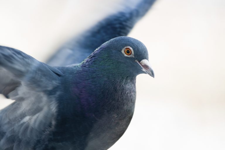 What Pigeons Can Teach Us About Multitasking – Association for ...