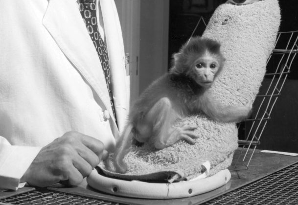 Celebrity Adopters – Harlow's Monkey