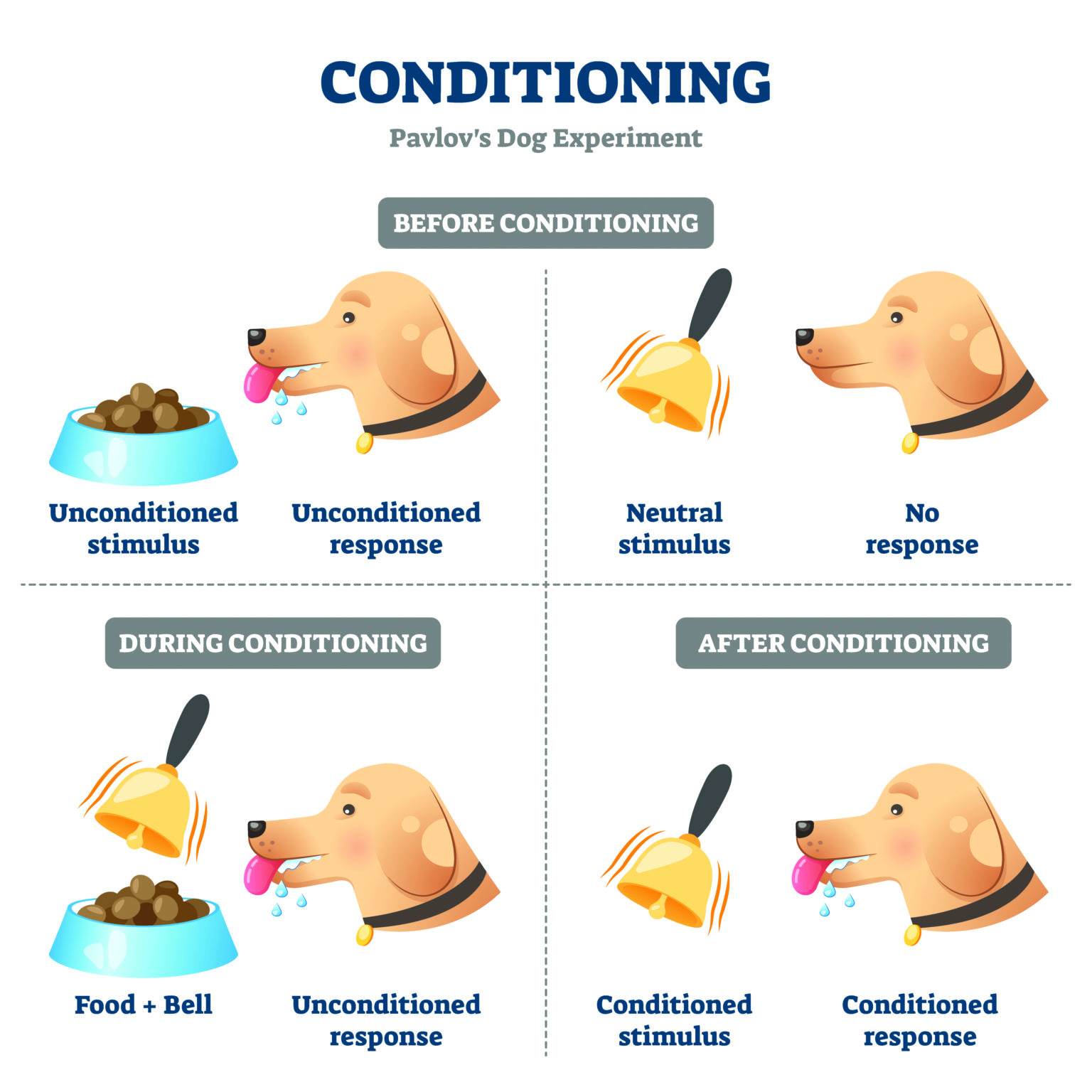 Ivan Pavlov Classical Conditioning Resourcesatila