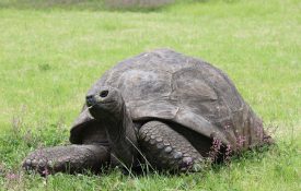Image of Jonathan the Tortoise eating a piece of grass.
