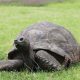 Image of Jonathan the Tortoise eating a piece of grass.