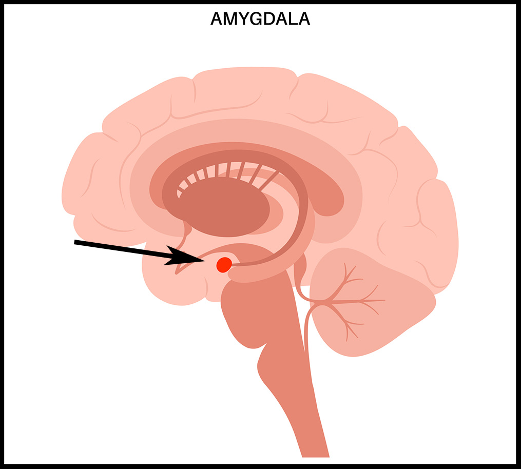 Infographic of the brain with an arrow pointing to the amygdala.