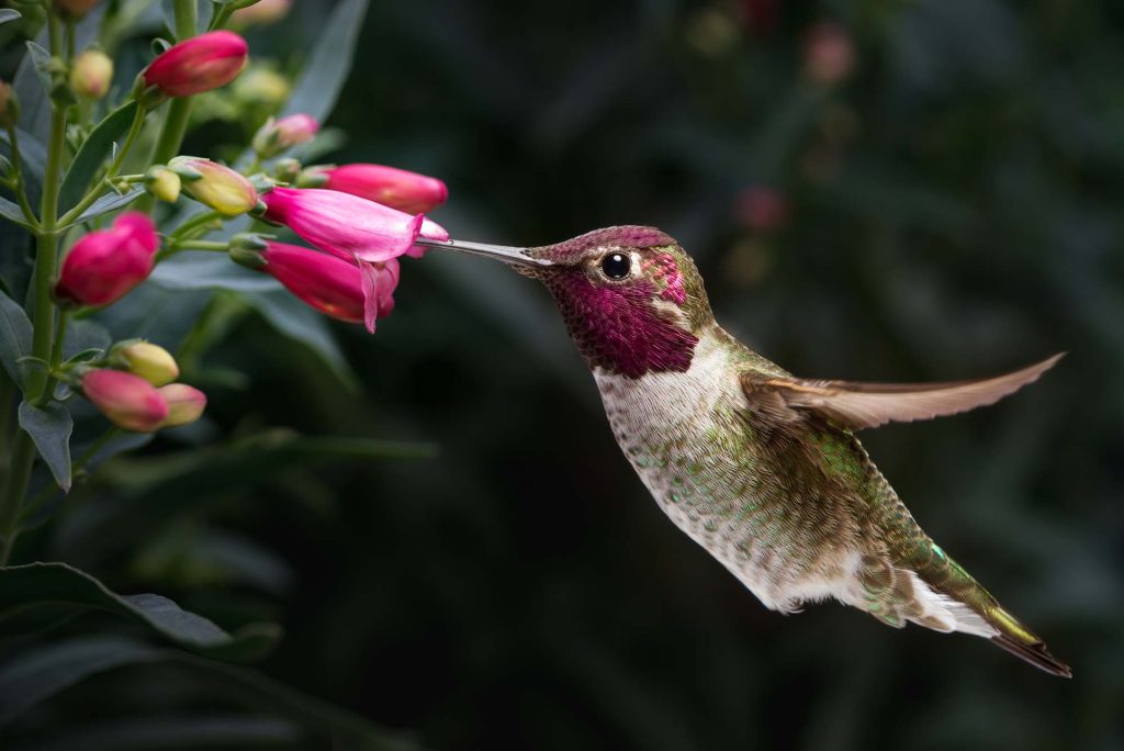 A male Anna's hummingbird hovering and visiting flowers.