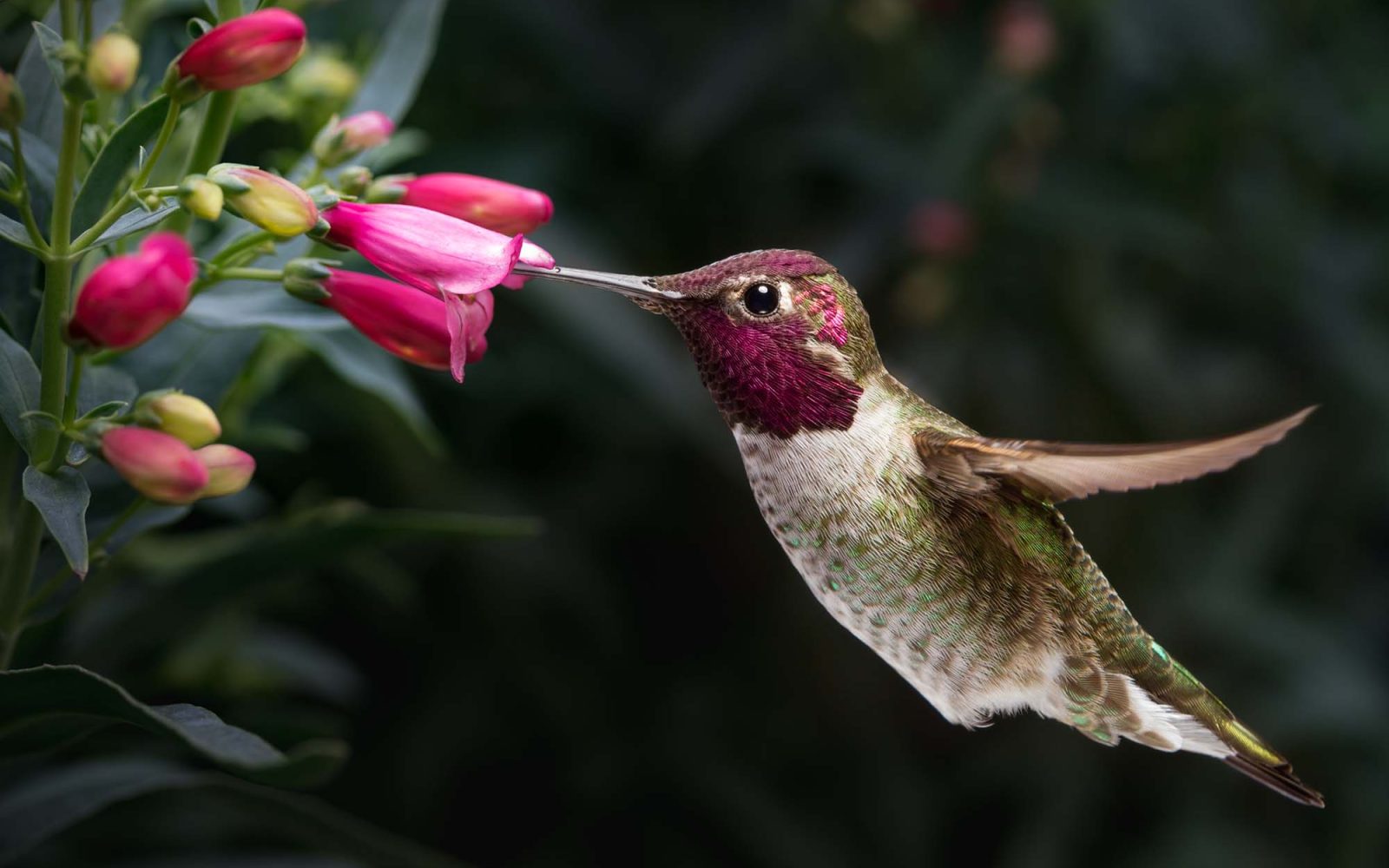 A male Anna's hummingbird hovering and visiting flowers.