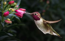 A male Anna's hummingbird hovering and visiting flowers.