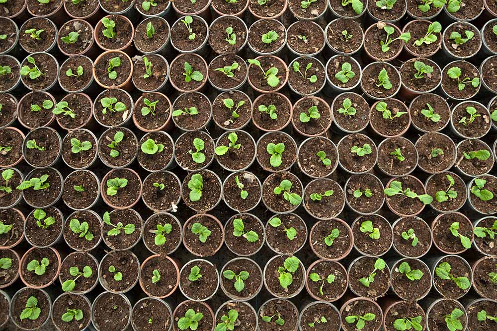 Aerial view of dozens of seedlings.